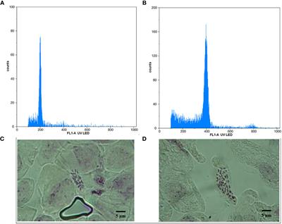 Synthetic polyploid induction influences morphological, physiological, and photosynthetic characteristics in Melissa officinalis L.